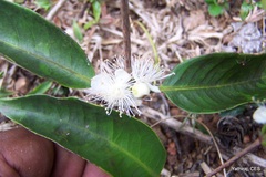 Eugenia codyensis